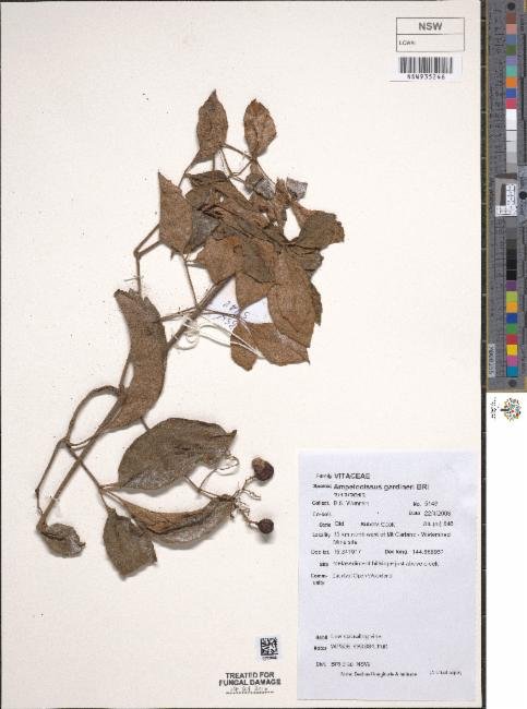 Ampelocissus gardineri photograph 3