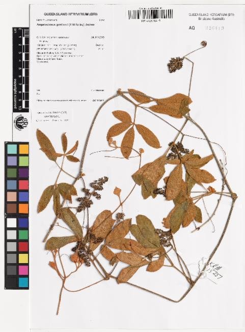 Ampelocissus gardineri photograph 2