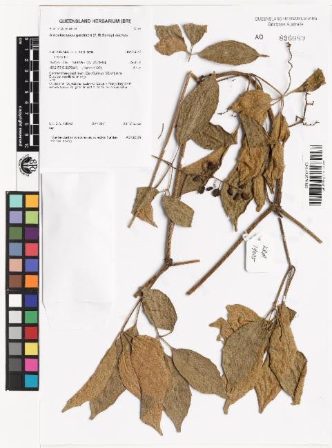 Ampelocissus gardineri
