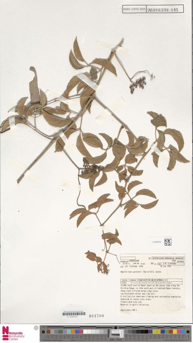Ampelocissus gardineri photograph 6
