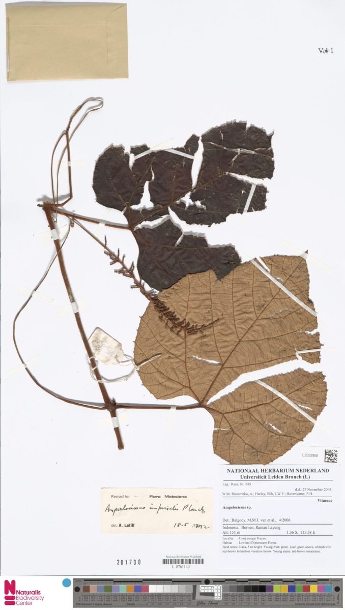 Ampelocissus imperialis photograph 5