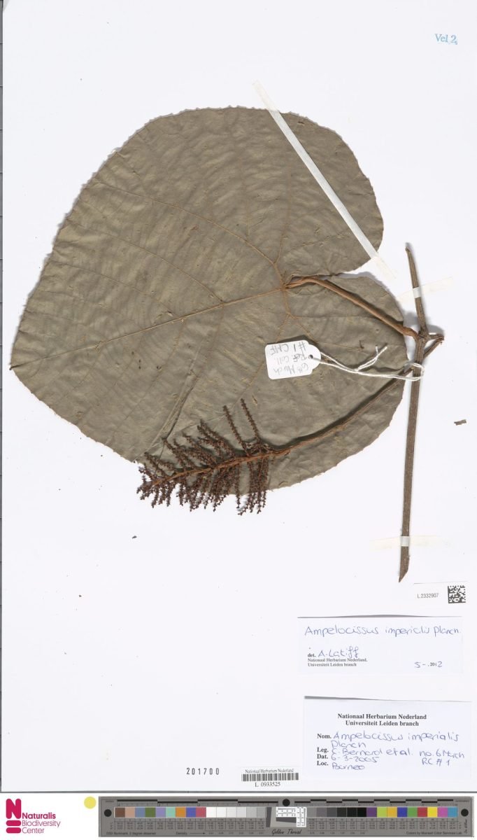 Ampelocissus imperialis photograph 3