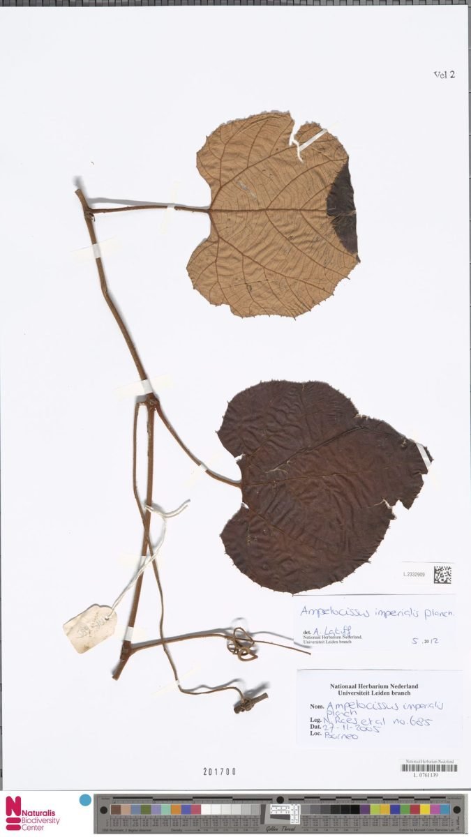 Ampelocissus imperialis photograph 6