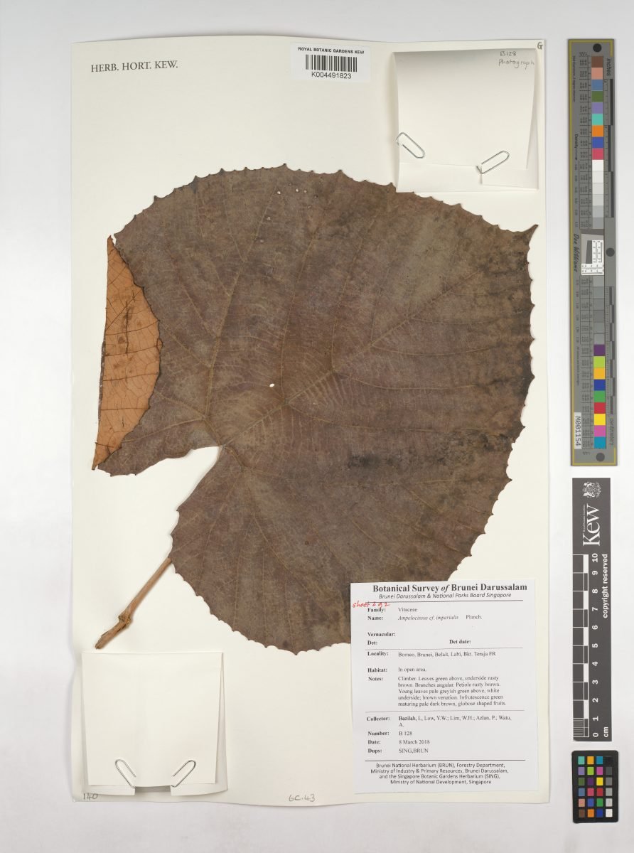 Ampelocissus imperialis photograph 2