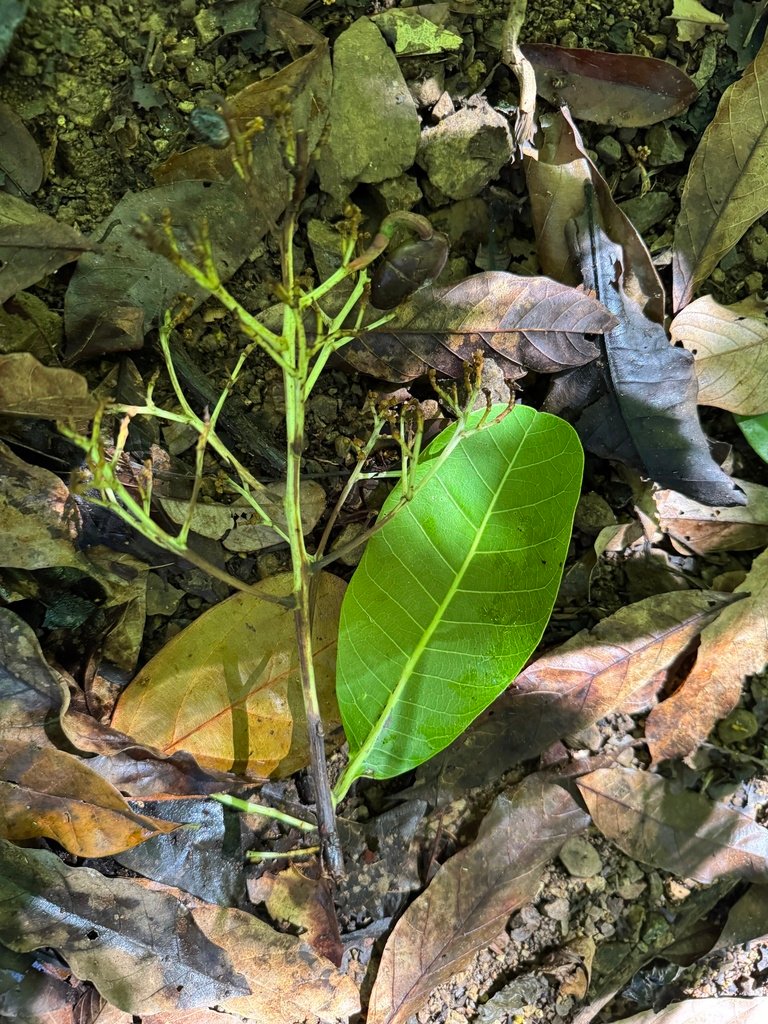 Anacardium excelsum photograph 2