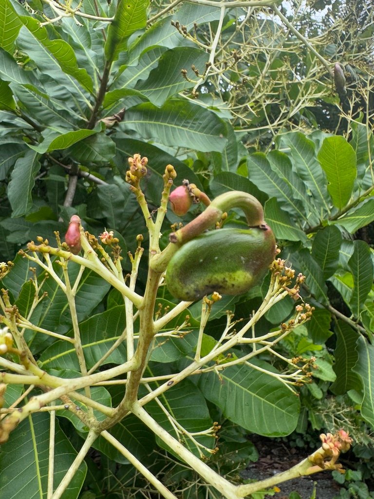 Anacardium excelsum photograph 3