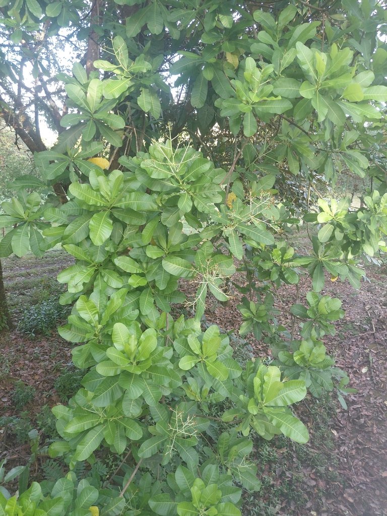 Anacardium excelsum