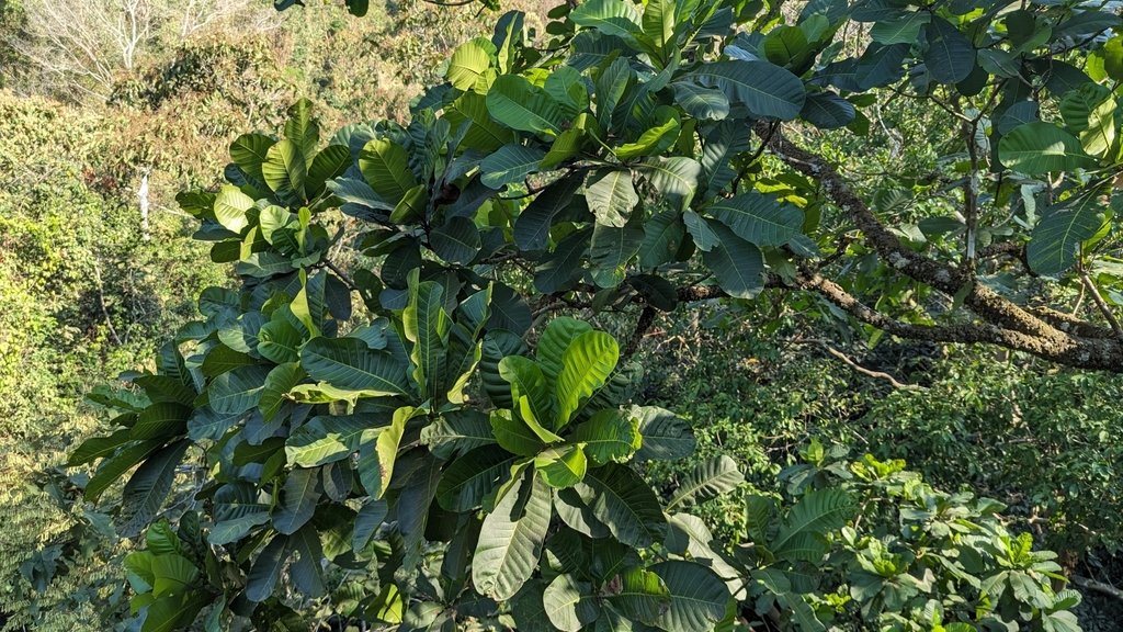 Anacardium excelsum photograph 5