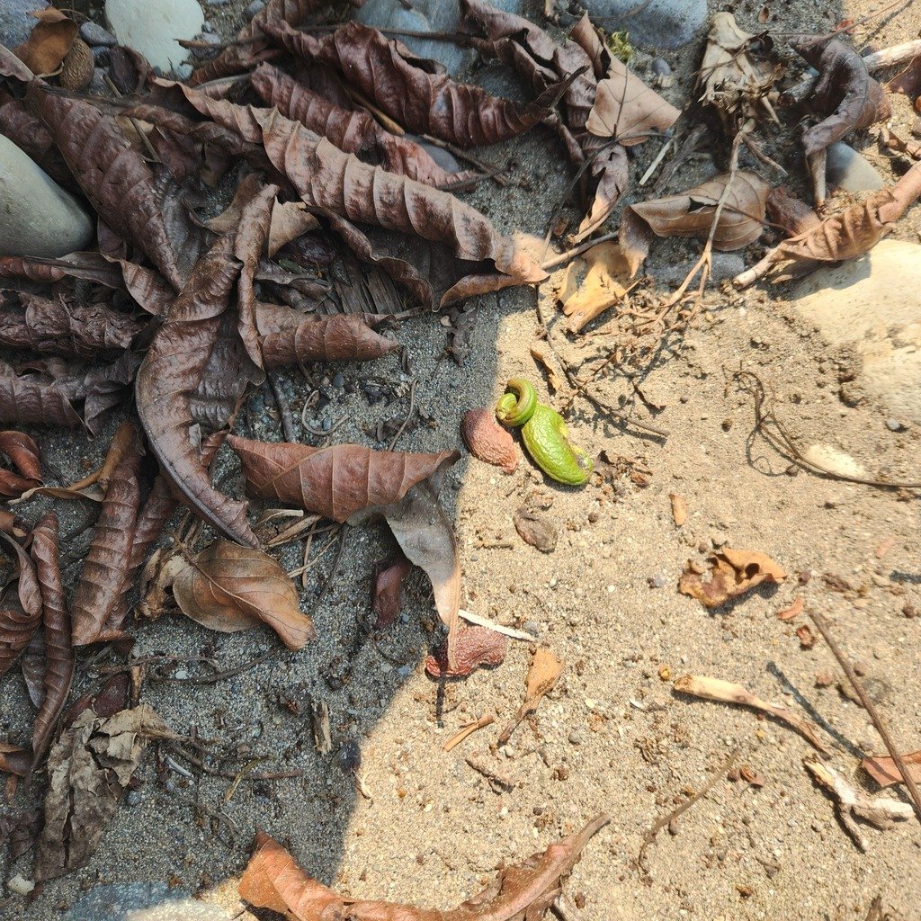 Anacardium excelsum photograph 6