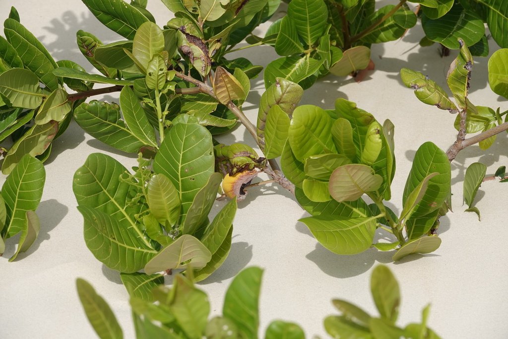 Anacardium occidentale photograph 2