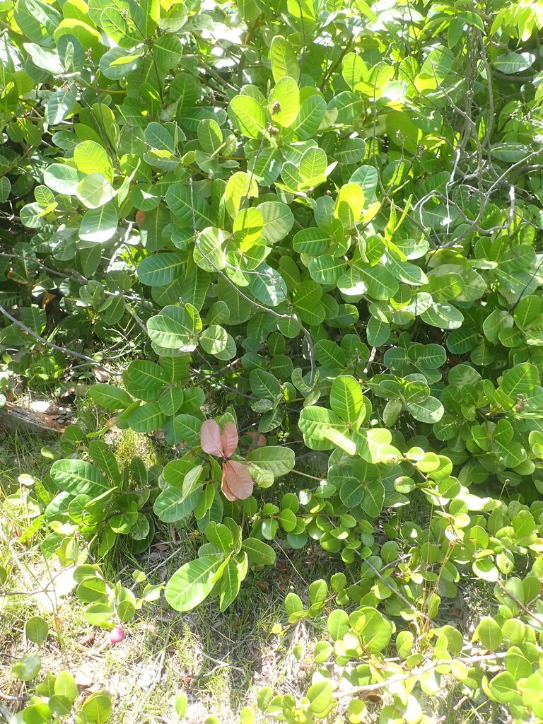 Anacardium occidentale photograph 3