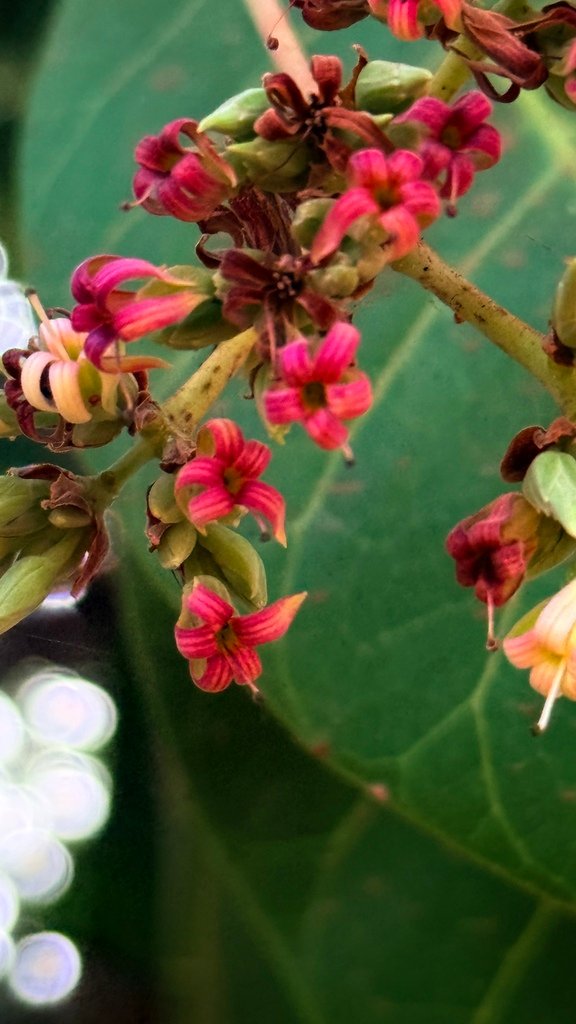 Anacardium occidentale photograph 6
