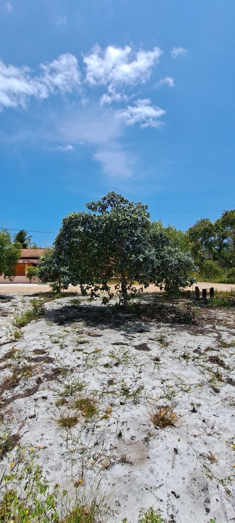 Anacardium occidentale