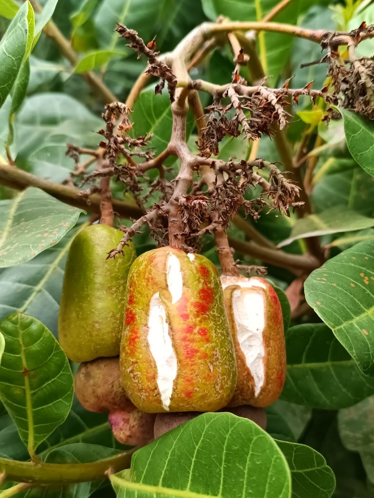 Anacardium occidentale photograph 4