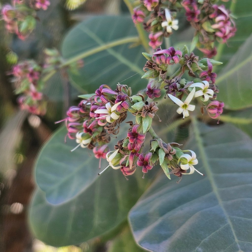 Anacardium occidentale photograph 5