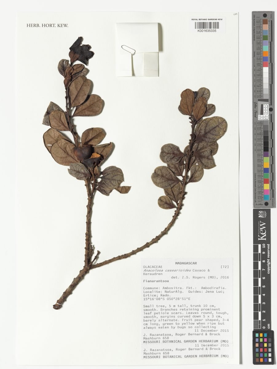 Anacolosa casearioides