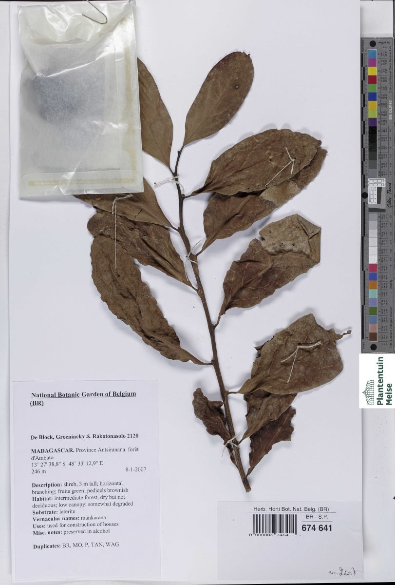 Anacolosa casearioides photograph 2