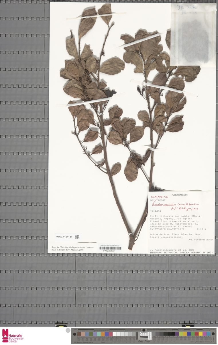 Anacolosa casearioides photograph 4