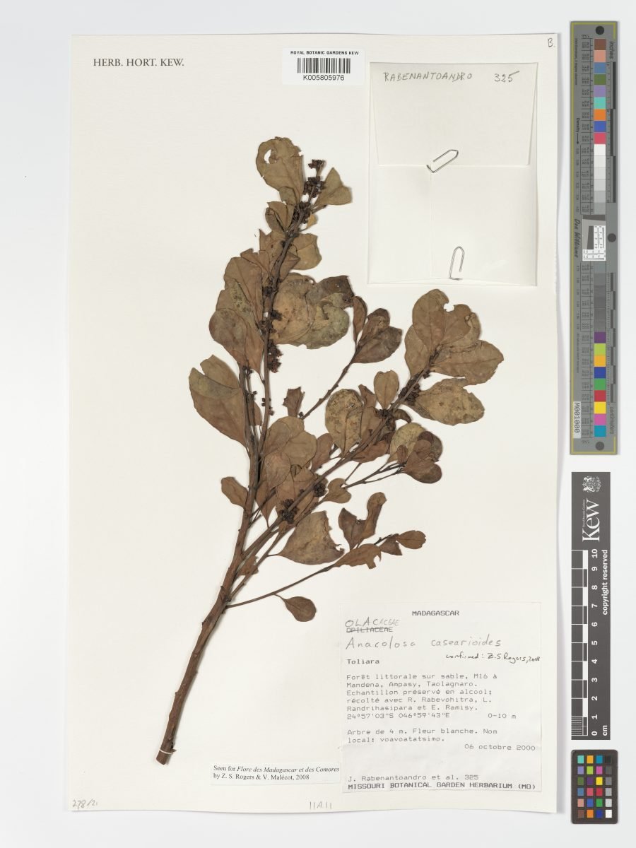 Anacolosa casearioides photograph 5