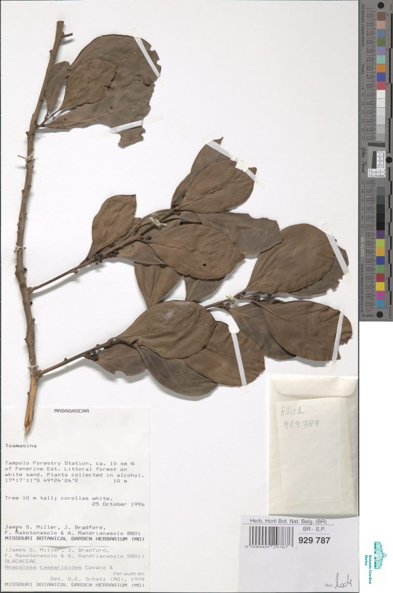 Anacolosa casearioides photograph 6