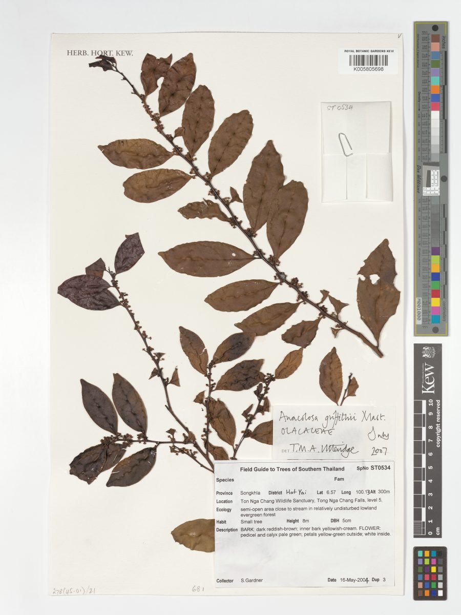 Anacolosa griffithii photograph 2