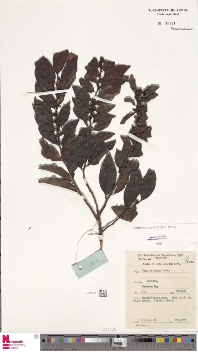 Anacolosa griffithii photograph 6