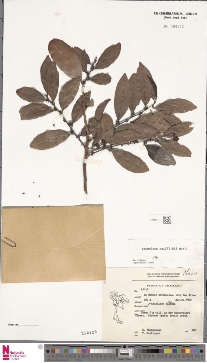 Anacolosa griffithii photograph 4