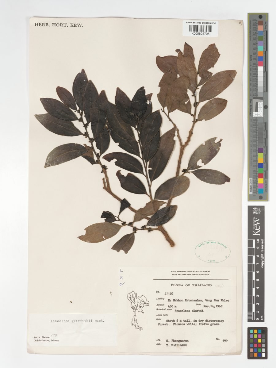 Anacolosa griffithii photograph 5