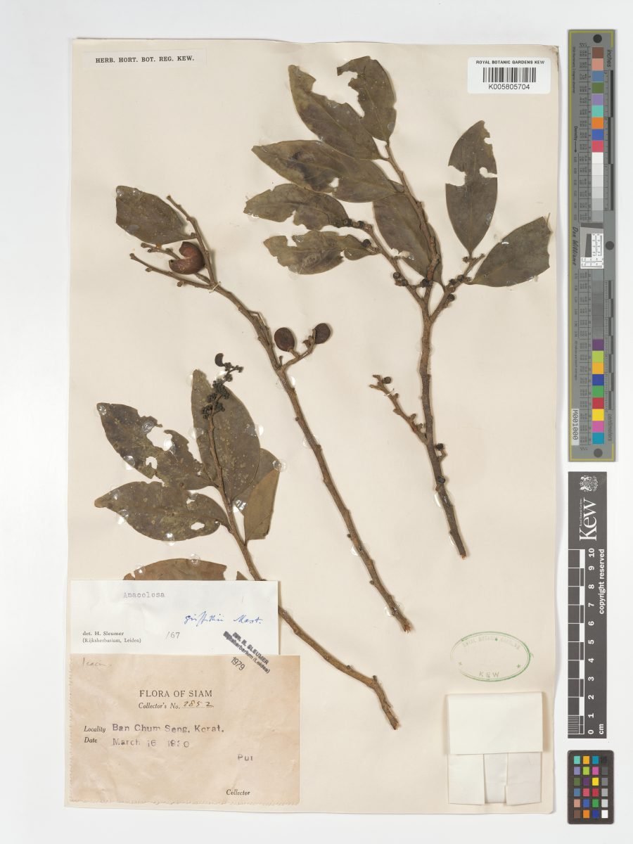 Anacolosa griffithii photograph 3