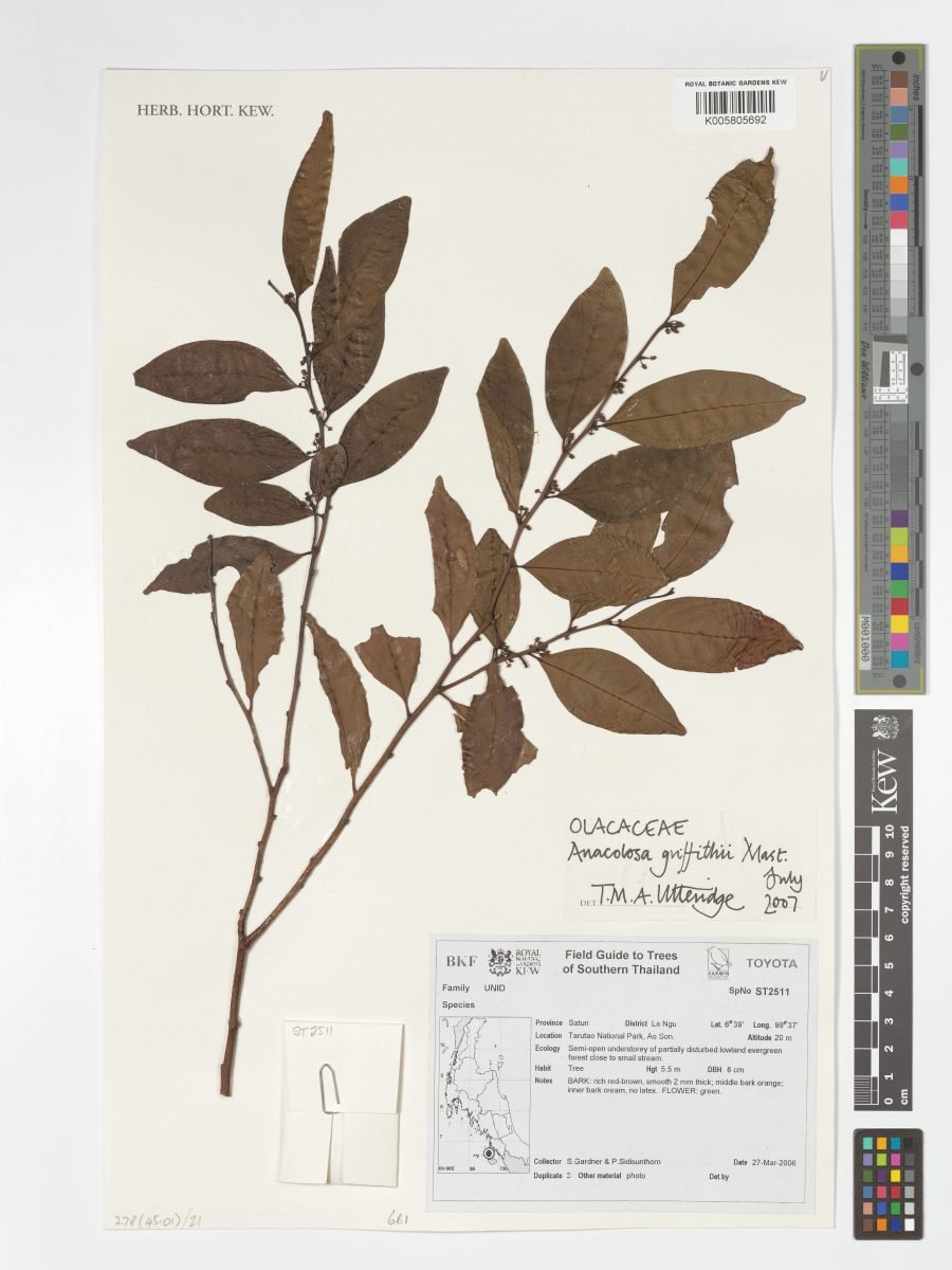 Anacolosa griffithii