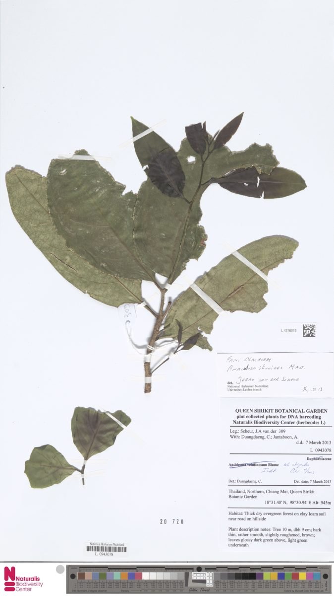 Anacolosa ilicoides photograph 4