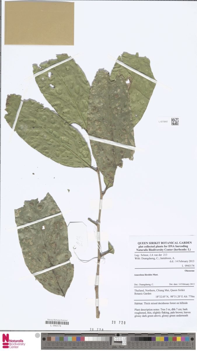 Anacolosa ilicoides photograph 3