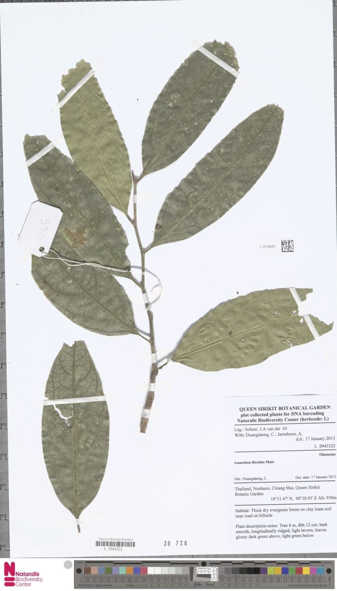 Anacolosa ilicoides photograph 2