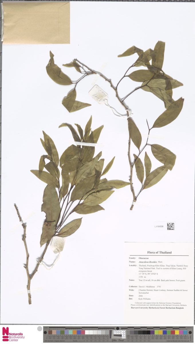 Anacolosa ilicoides photograph 5