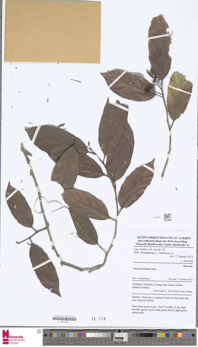 Anacolosa ilicoides