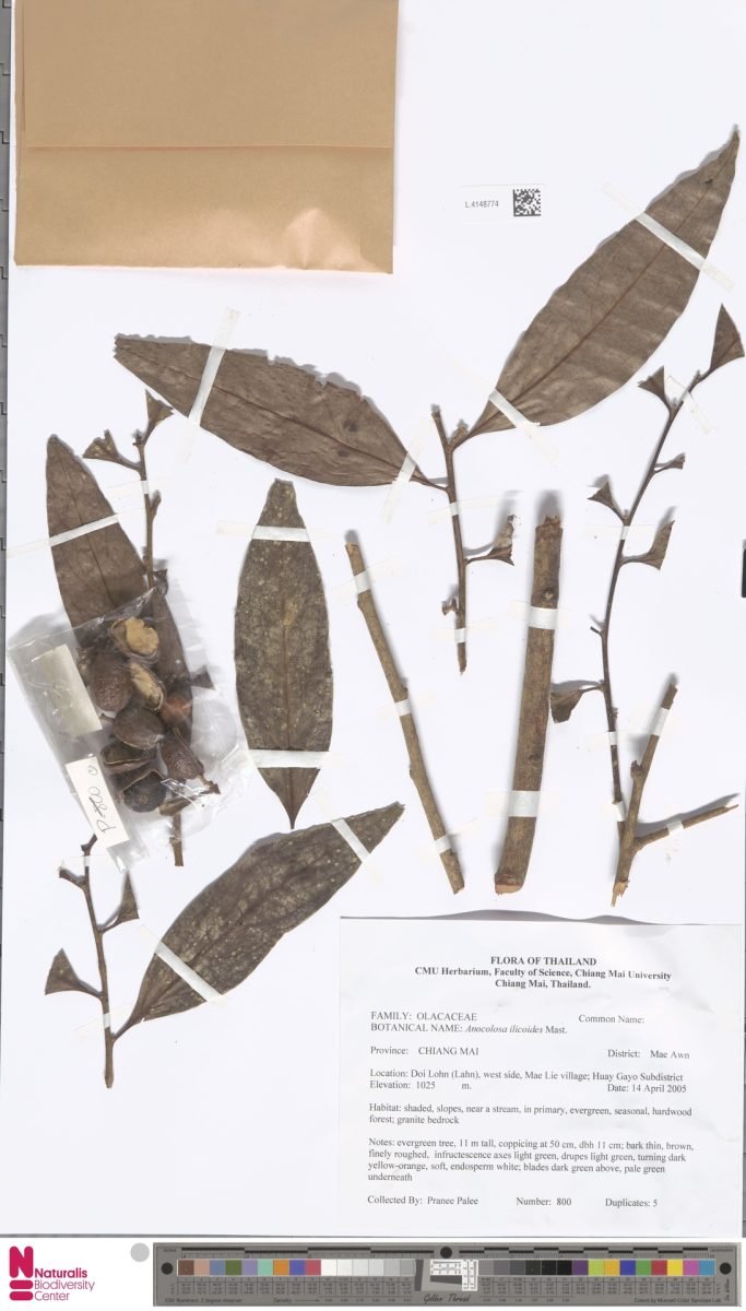 Anacolosa ilicoides photograph 6