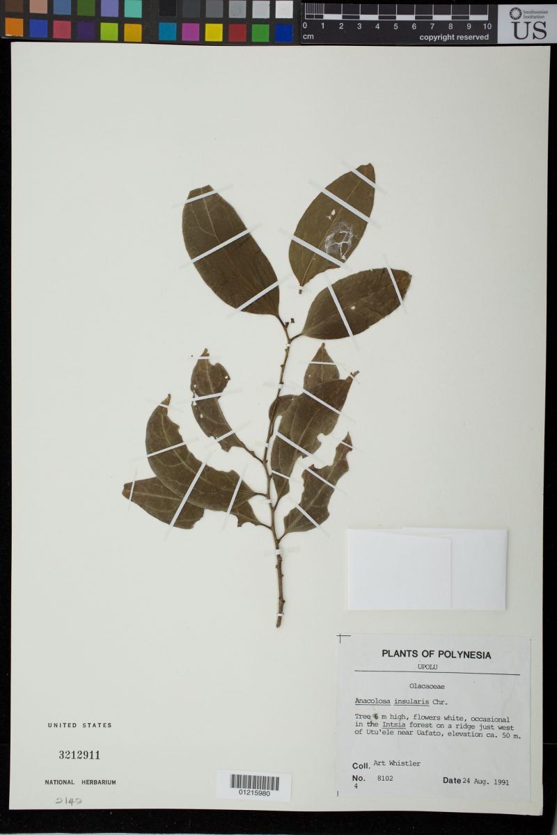 Anacolosa insularis photograph 5