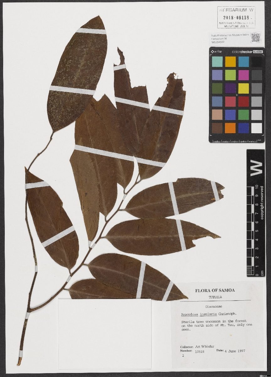 Anacolosa insularis photograph 4