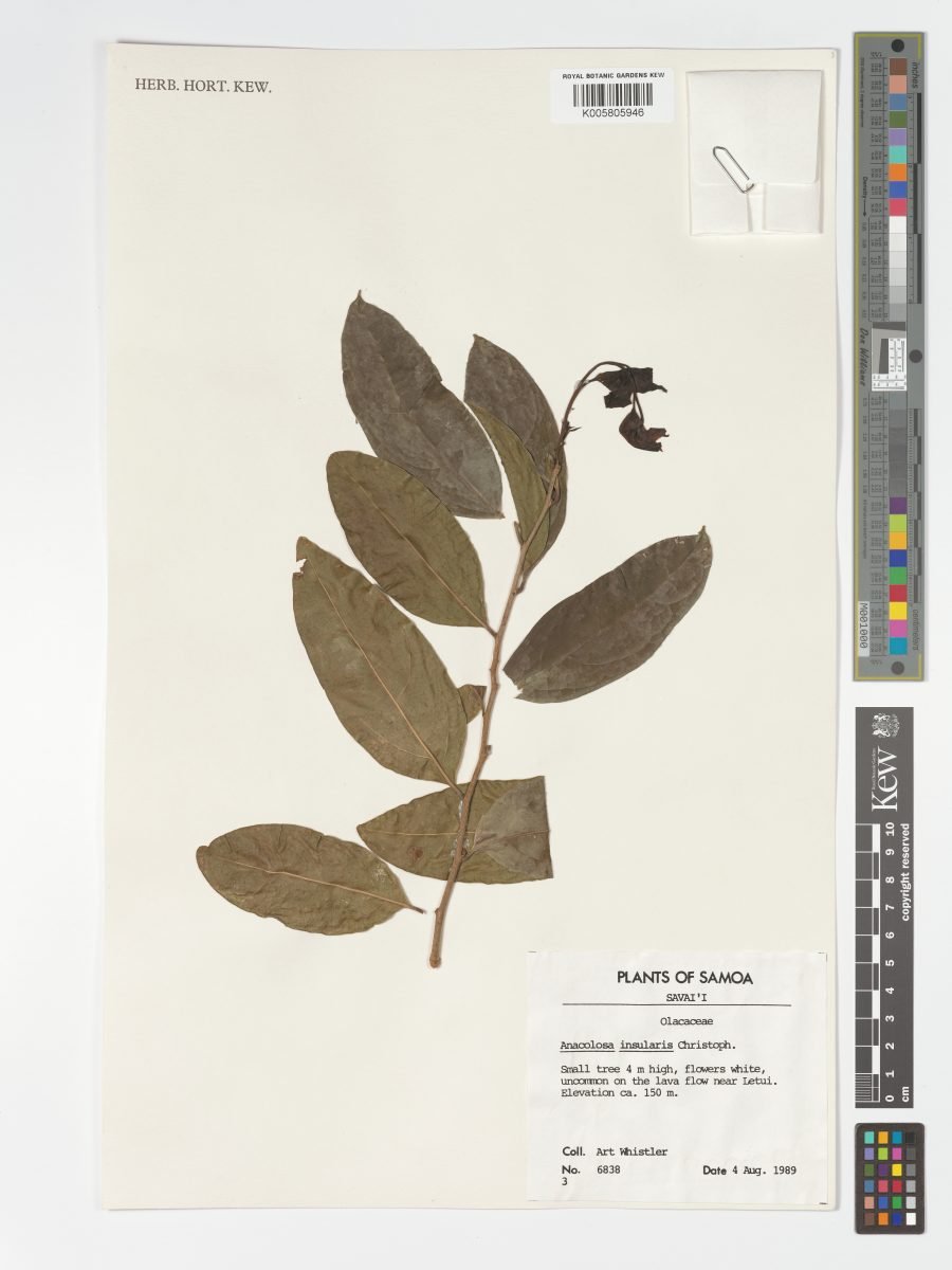 Anacolosa insularis photograph 6