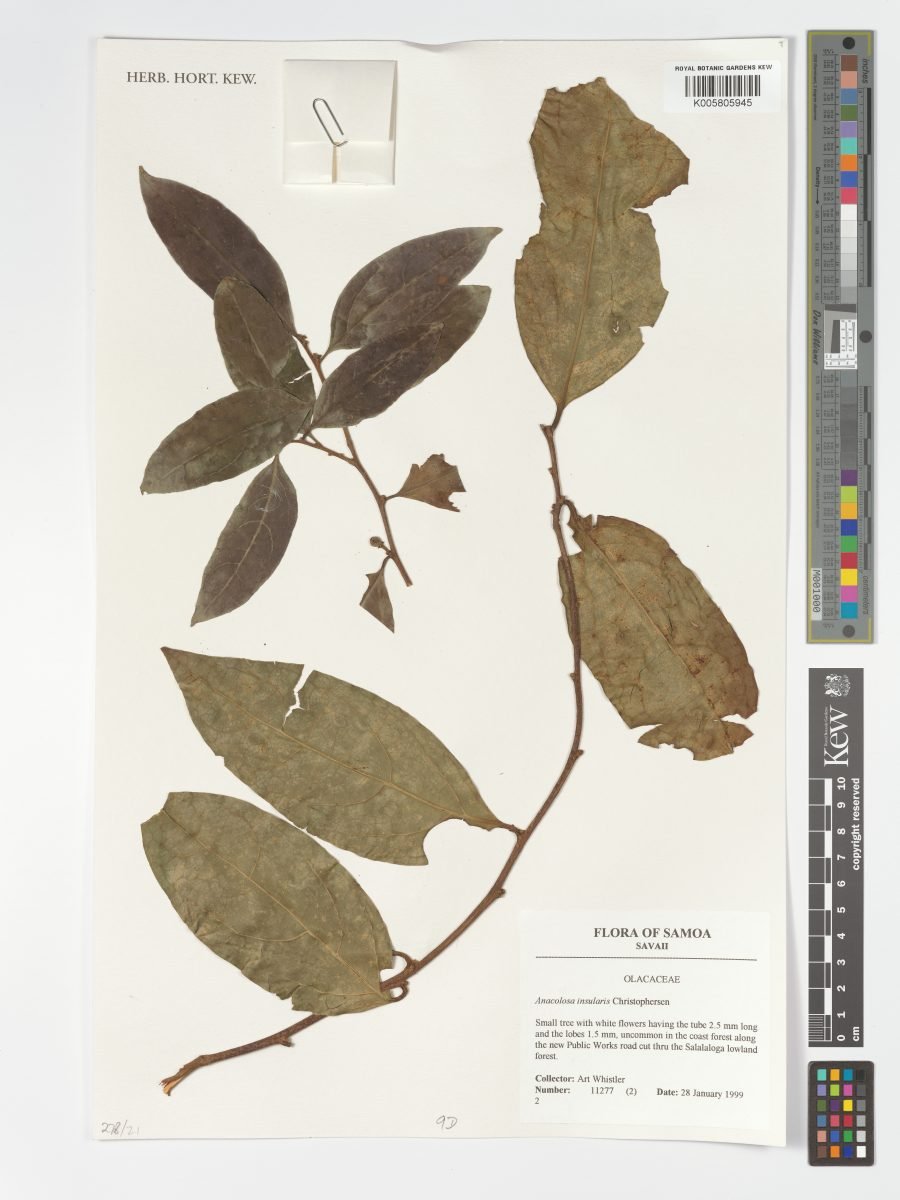 Anacolosa insularis photograph 3