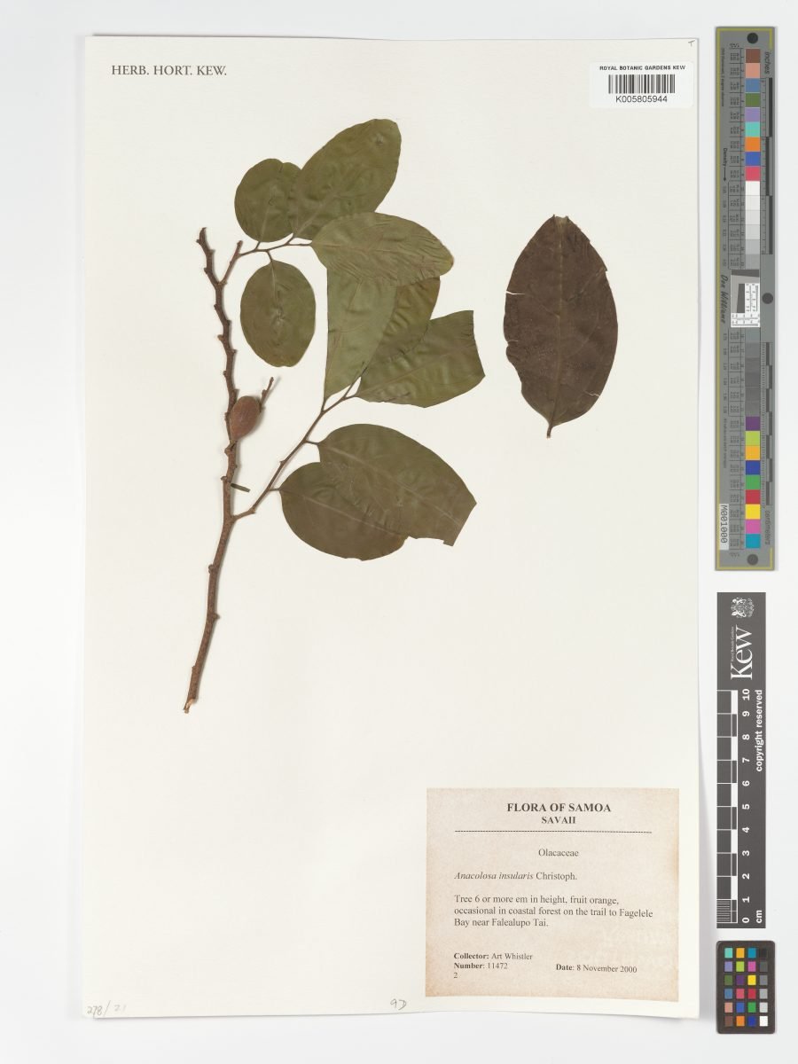 Anacolosa insularis photograph 2