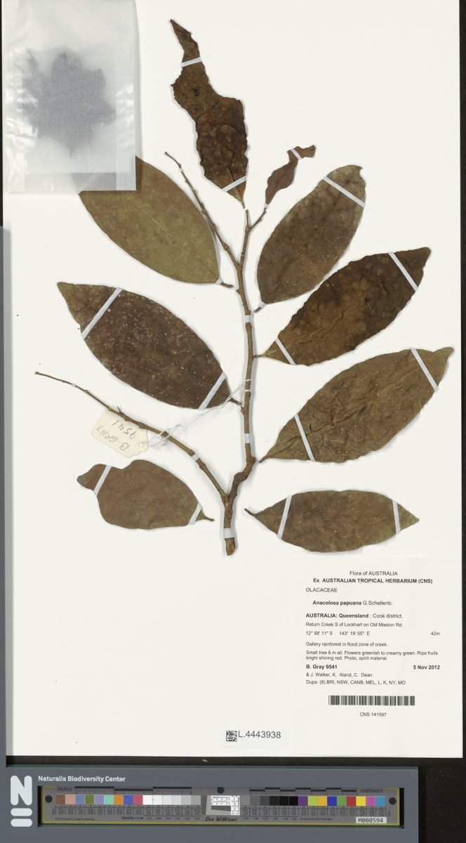Anacolosa papuana photograph 2