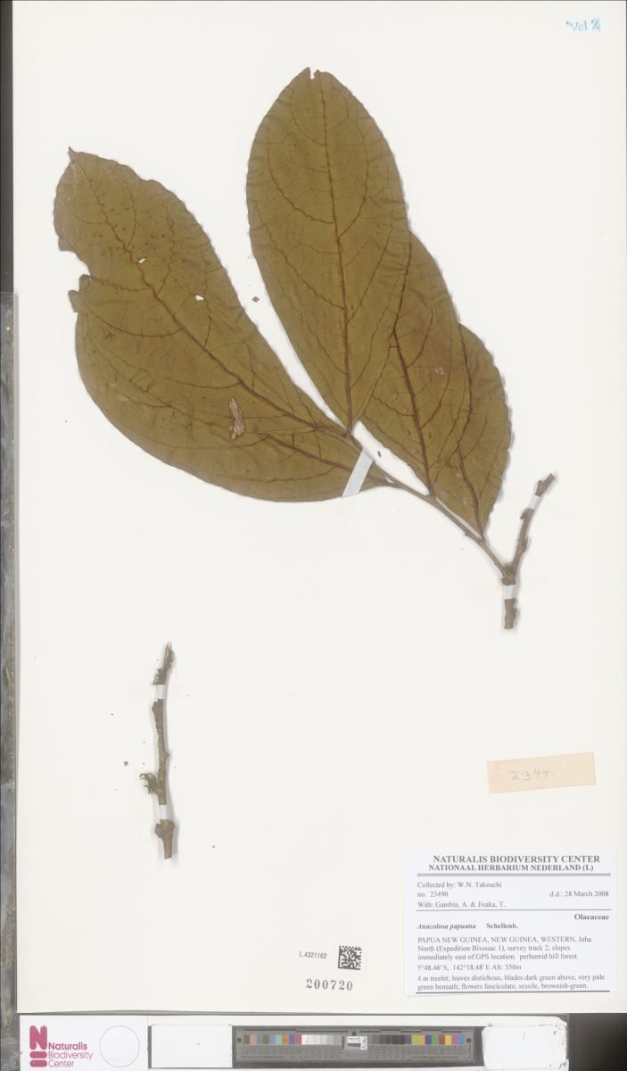 Anacolosa papuana photograph 4