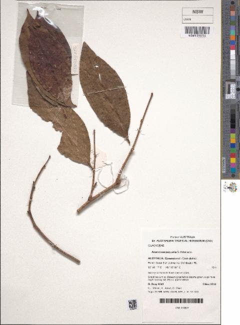 Anacolosa papuana