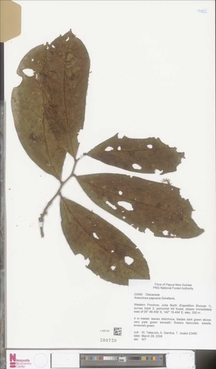 Anacolosa papuana photograph 5