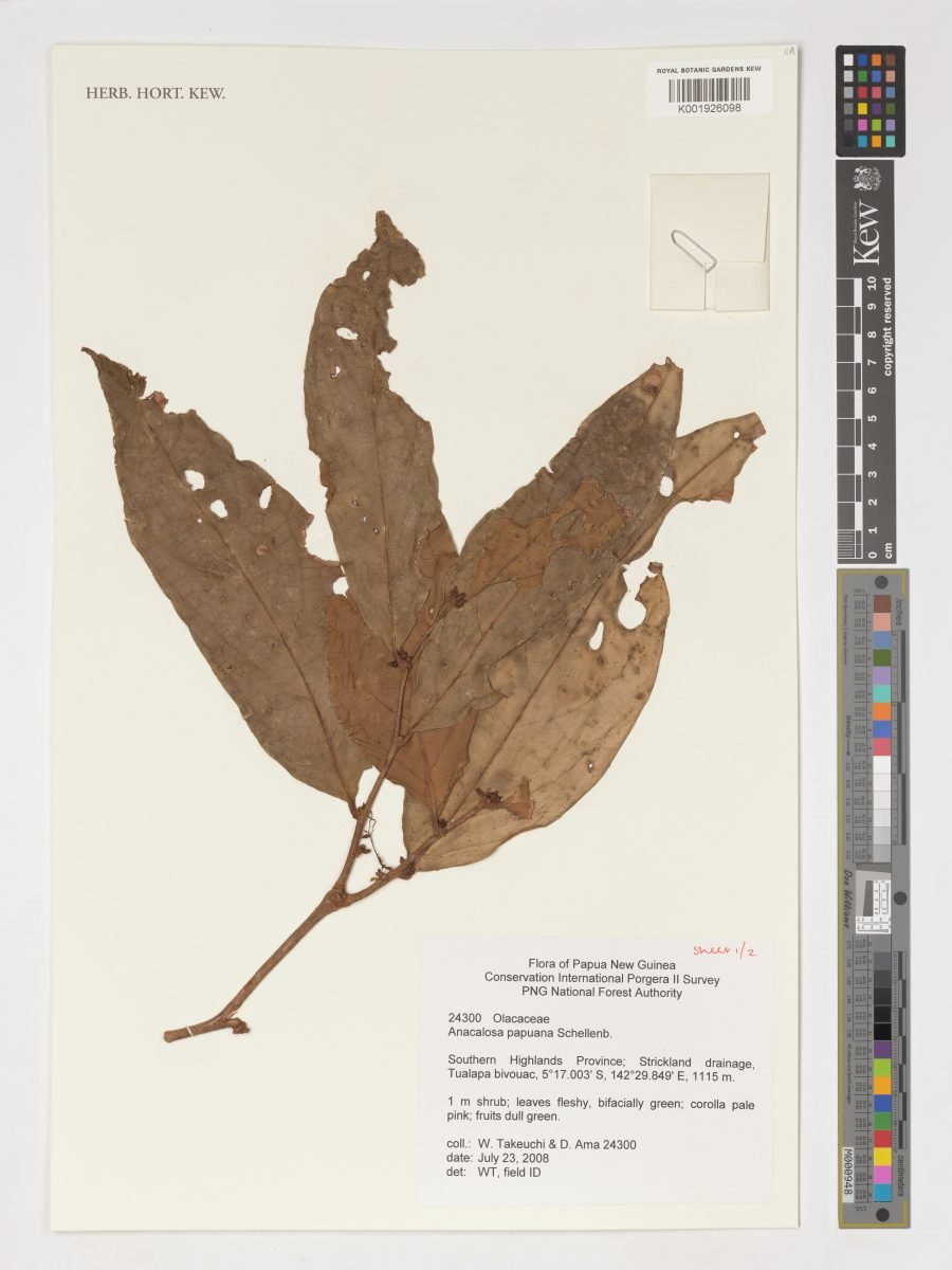 Anacolosa papuana photograph 6