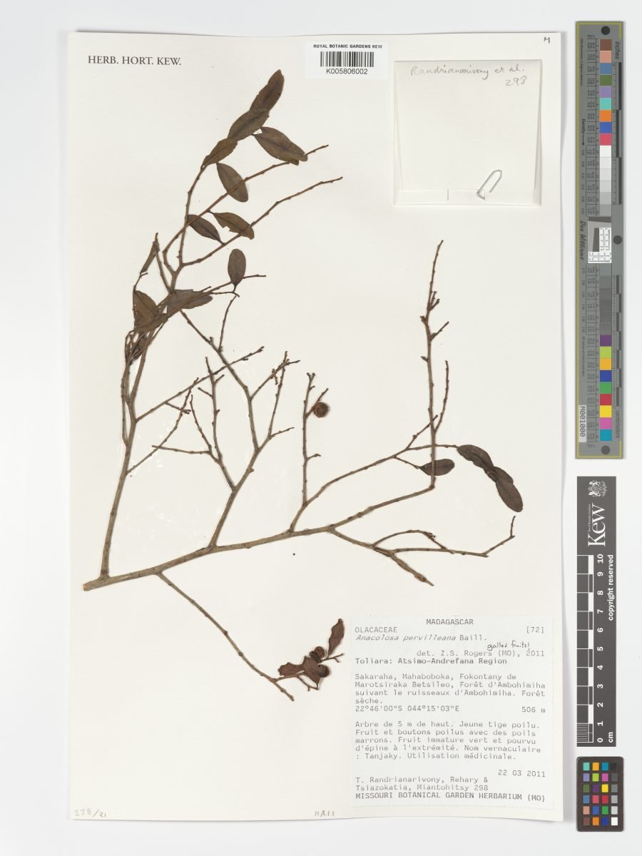 Anacolosa pervilleana