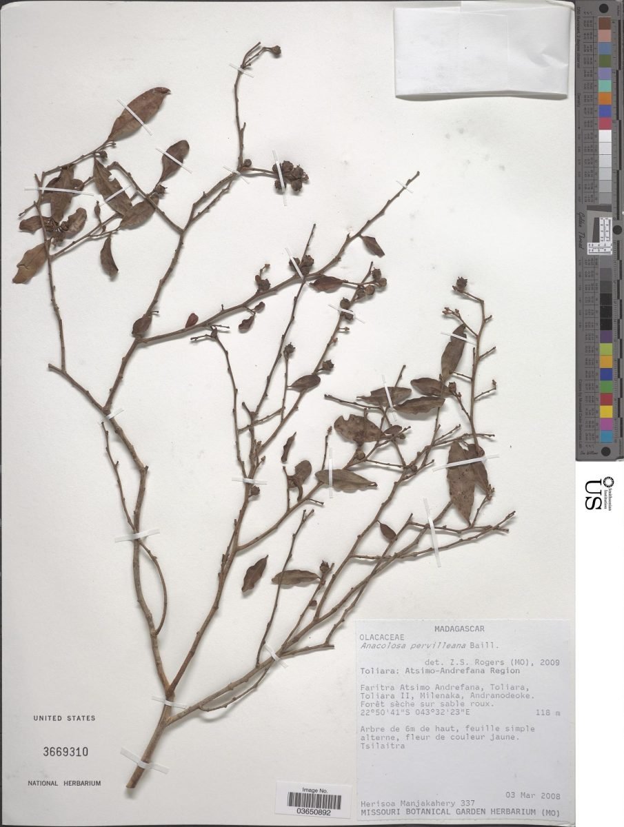 Anacolosa pervilleana photograph 5