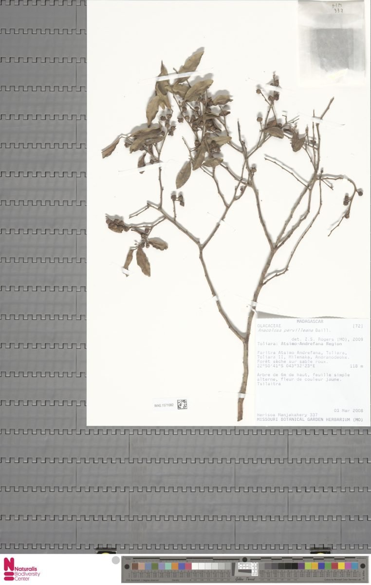 Anacolosa pervilleana photograph 6