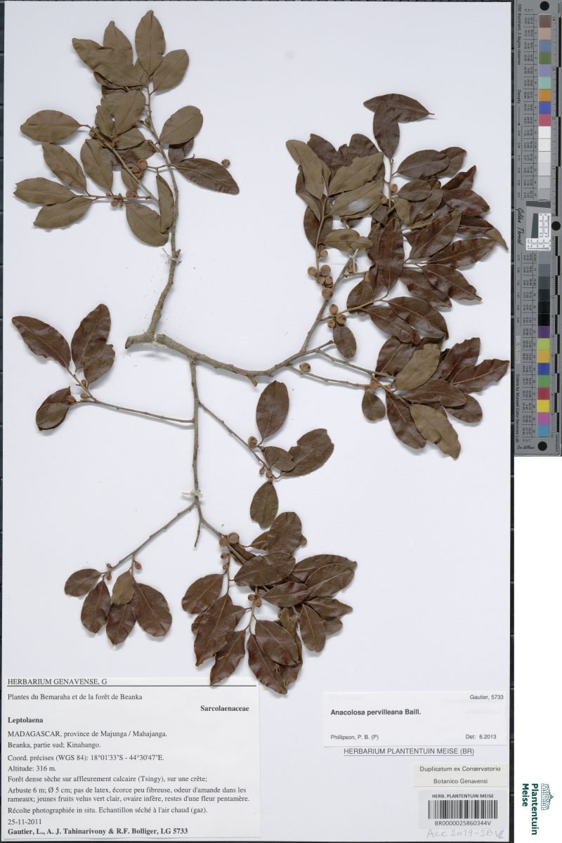 Anacolosa pervilleana photograph 3